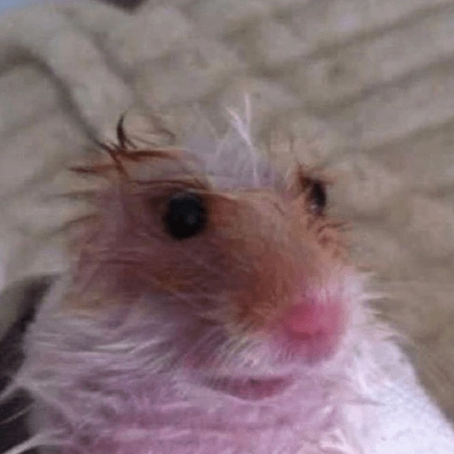 🐭Ratitas🐭 