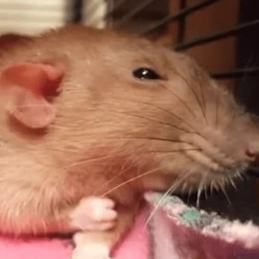 🐭Ratitas🐭 