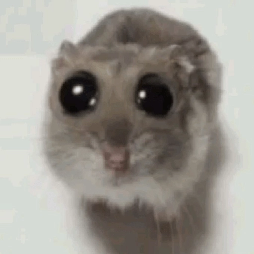 🐭Ratitas🐭 