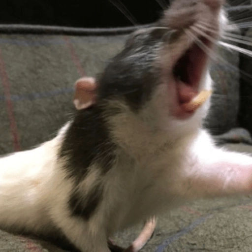 🐭Ratitas🐭 