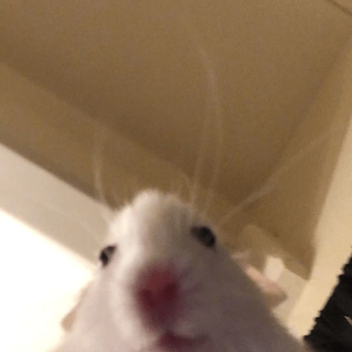 🐭Ratitas🐭 