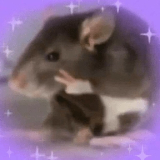 🐭Ratitas🐭  preview