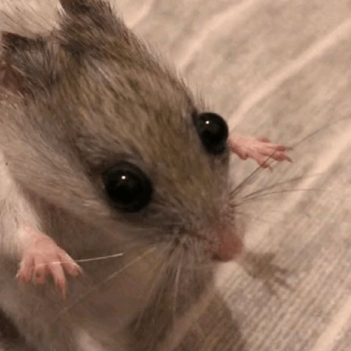 🐭Ratitas🐭 