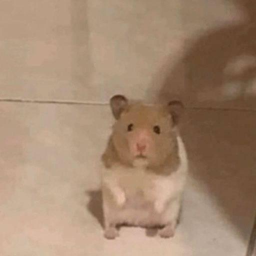🐭Ratitas🐭 