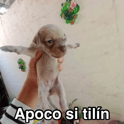Random para la banda 🤟🏼😄 