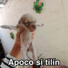 Random para la banda 🤟🏼😄 