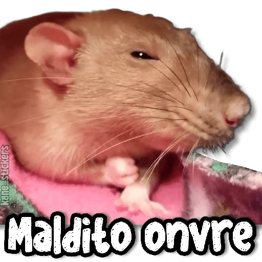 MEMES y Bobadas #➋ 😈 