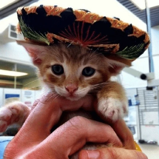 Mariachi Cats🤠😺✨ 