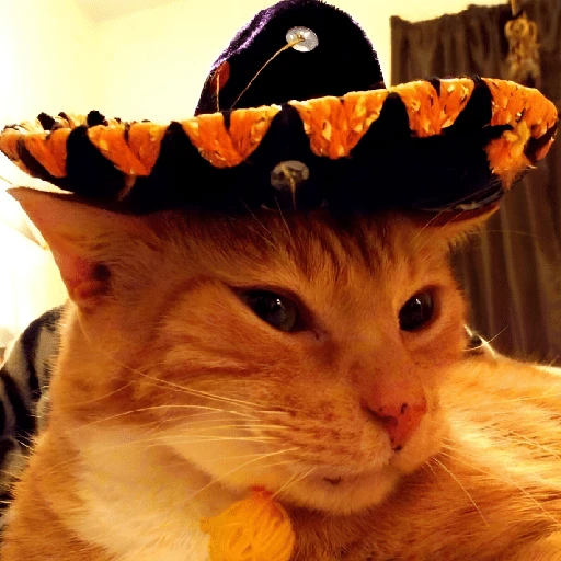 Mariachi Cats🤠😺✨ 
