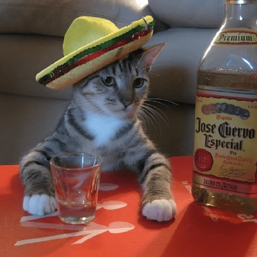 Mariachi Cats🤠😺✨ 