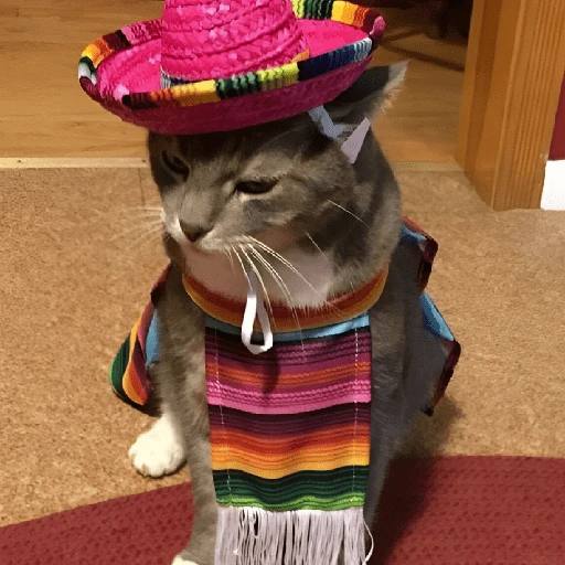 Mariachi Cats🤠😺✨  preview