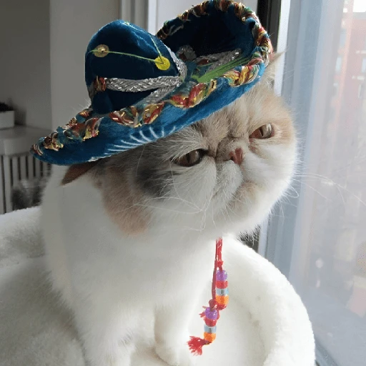 Mariachi Cats🤠😺✨ 