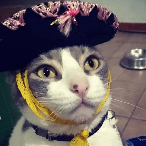 Mariachi Cats🤠😺✨ 
