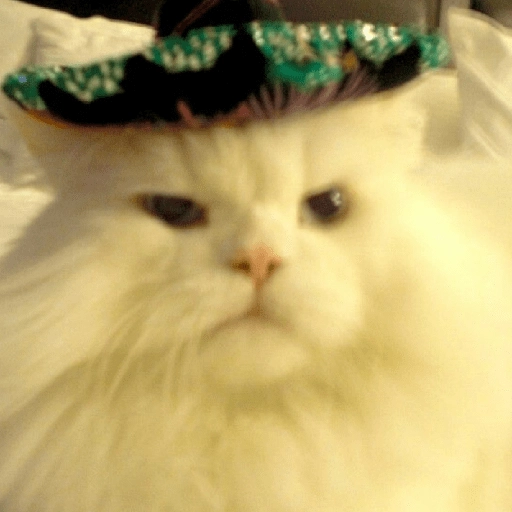Mariachi Cats🤠😺✨ 