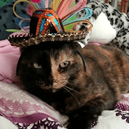 Mariachi Cats🤠😺✨ 