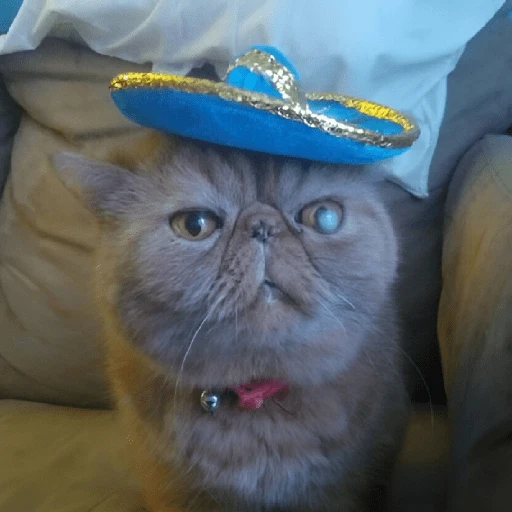 Mariachi Cats🤠😺✨ 