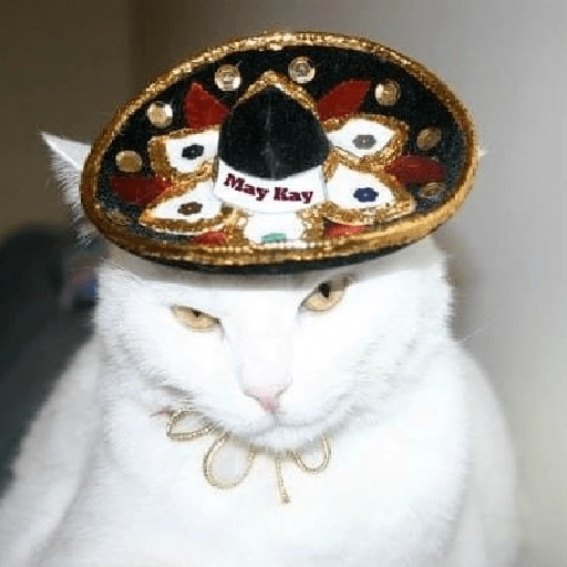 Mariachi Cats🤠😺✨ 