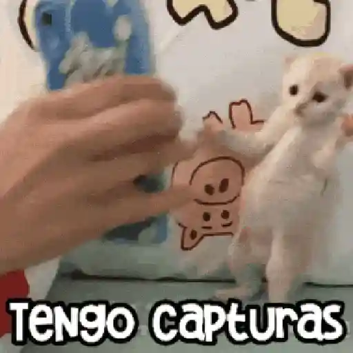 😻 Michis RANDOM🐾 