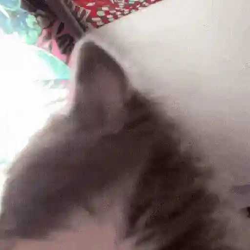 😻 Michis RANDOM🐾 