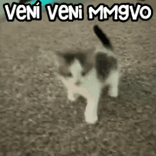 😻 Michis RANDOM🐾 