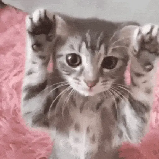 😻 Michis RANDOM🐾 