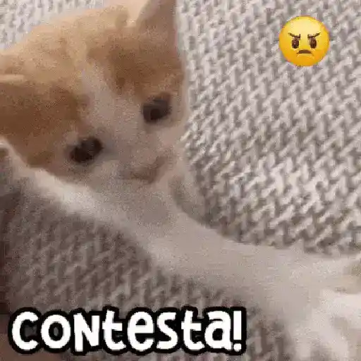 😻 Michis RANDOM🐾 