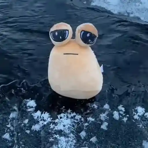 pou 