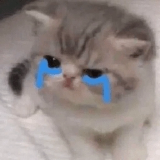 Sabés que te falta? estos🐱 