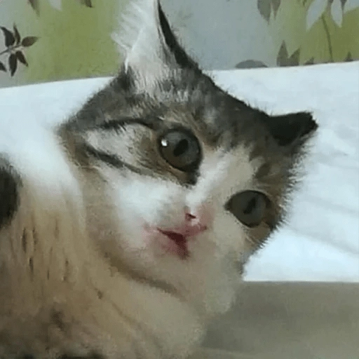 Sabés que te falta? estos🐱 