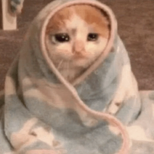 Sabés que te falta? estos🐱 