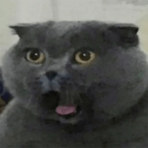 Sabés que te falta? estos🐱 