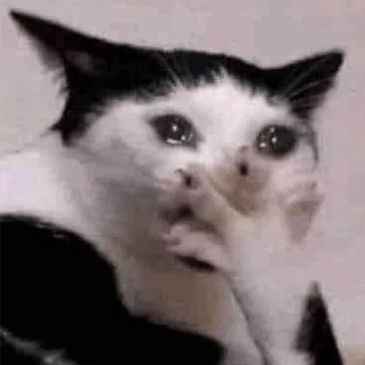 Sabés que te falta? estos🐱 