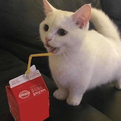 Sabés que te falta? estos🐱 