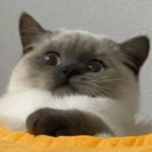 Sabés que te falta? estos🐱  preview