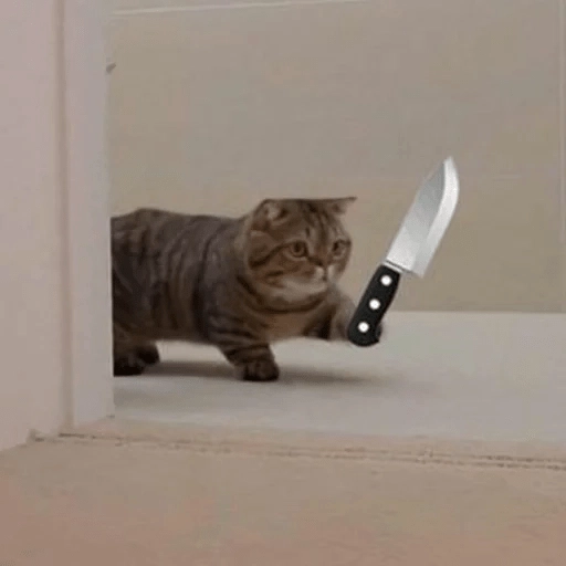 Sabés que te falta? estos🐱 