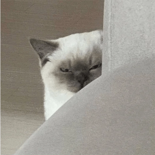 Sabés que te falta? estos🐱 