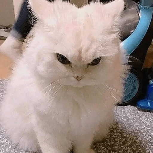 Sabés que te falta? estos🐱 