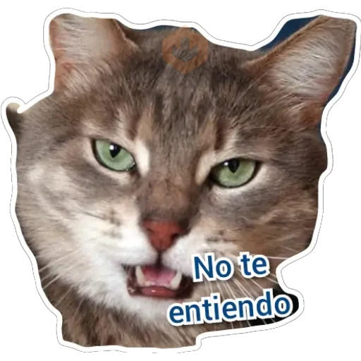 Gatos sticker 14