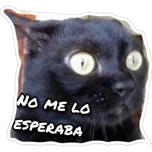 Gatos sticker 17