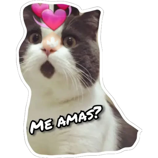 Gatos sticker 16