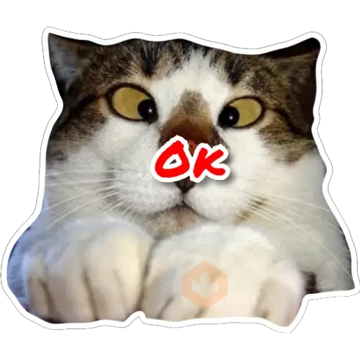Gatos sticker 15