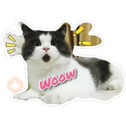 Gatos sticker 13