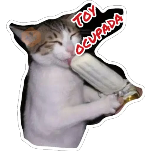 Gatos sticker 12