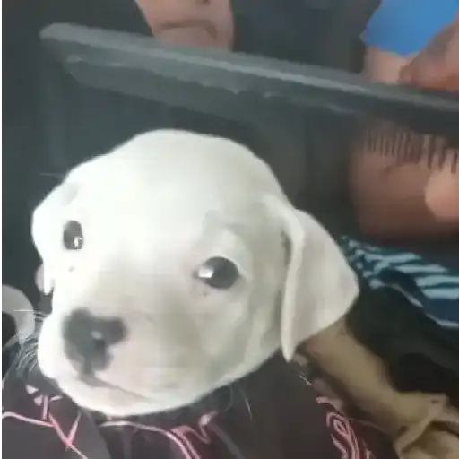 🎵 TIKTOKeando 19🎵 