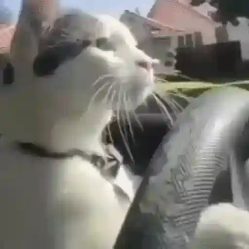 🎵 TIKTOKeando 19🎵 