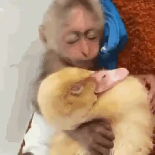 Changuitos🐒