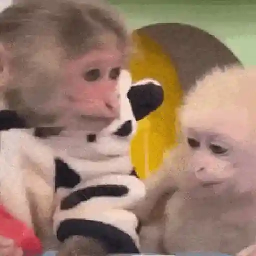 Changuitos🐒