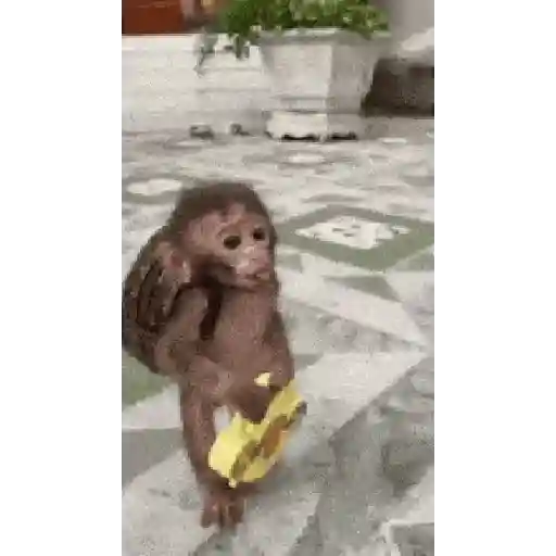 Changuitos🐒