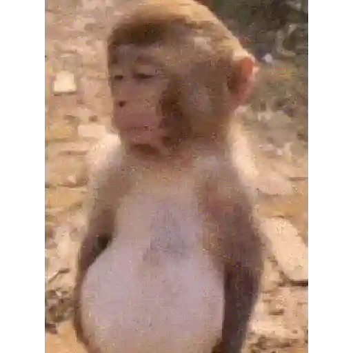 Changuitos🐒  preview