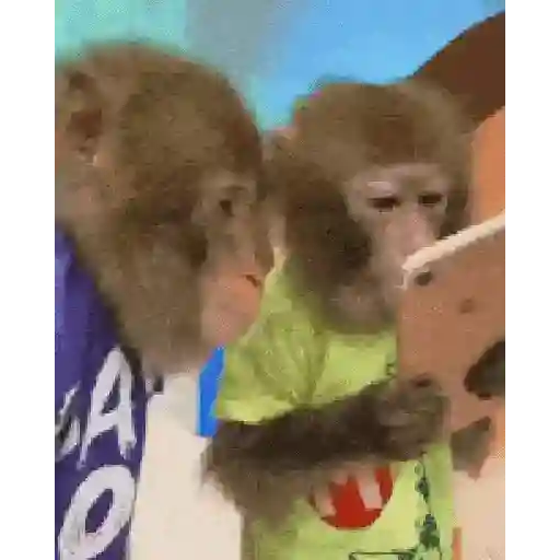 Changuitos🐒